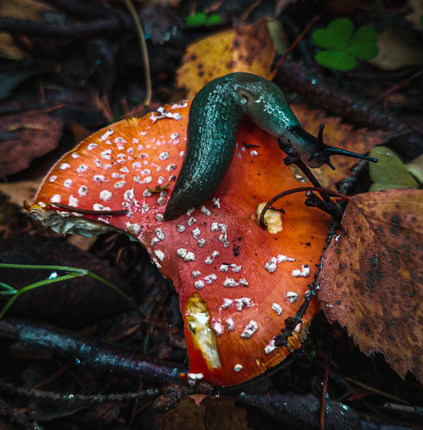 Автор: Богдан Зудилов