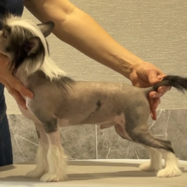 Честер (Poale Ell Chester) стал папой. Питомник китайских хохлатых собак Poale Ell: купить щенка