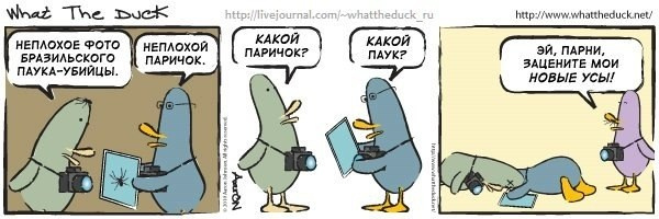 What The Duck Comic Strips. Фотограф в Москве. Екатерина Митина