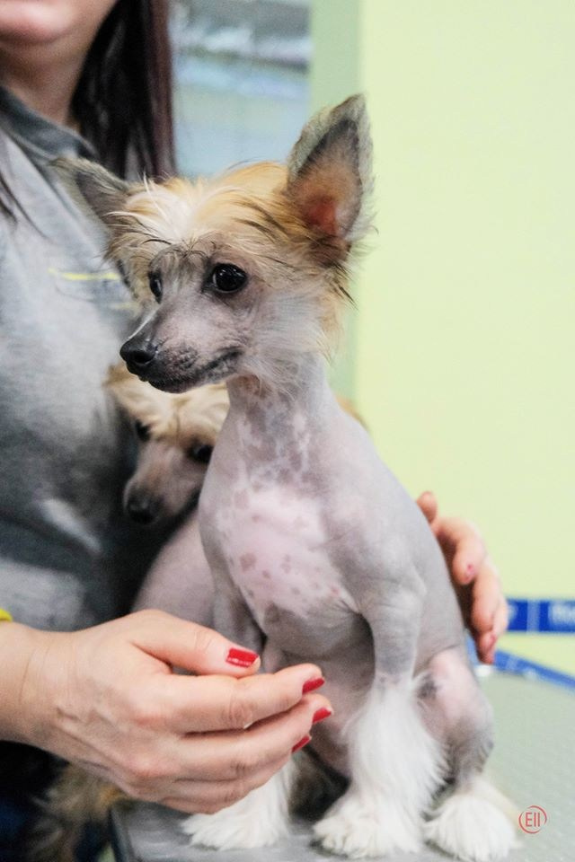 Poale Ell Clare. Chinese Crested Dog Kennel Poale Ell