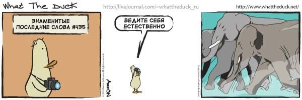 What The Duck Comic Strips. Фотограф в Москве. Екатерина Митина