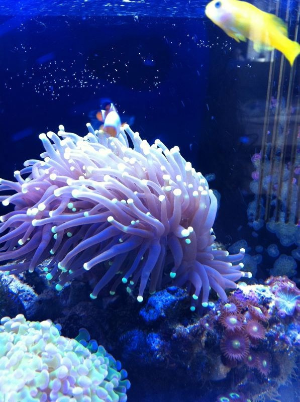 Морской нано аквариум. Аквариумист Максим Ерёмин. Aqua Maxim