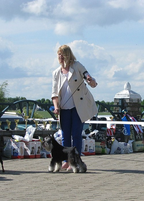 Софи/Asson Ari Vivien Marceau. Питомник цвергшнауцеров в Беларуси «Делинсо Бэлэнс»