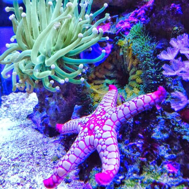 Морской нано аквариум. Аквариумист Максим Ерёмин. Aqua Maxim