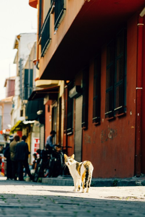 Путешествие в Стамбул