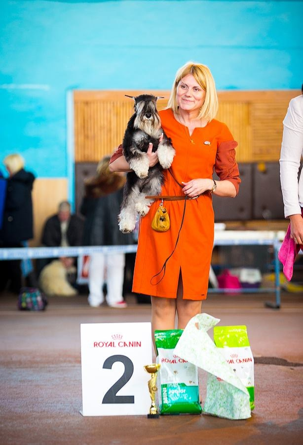 #delinsobalance #цвергшнауцер #питомникцвергшнауцеров #цвергшнауцерыбеларуси #питомникцвергшнауцеровбеларусь