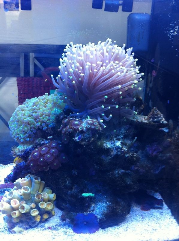 Морской нано аквариум. Аквариумист Максим Ерёмин. Aqua Maxim