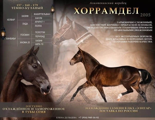 Хоррамдел. Продажа ахалтекинских и полукровных лошадей