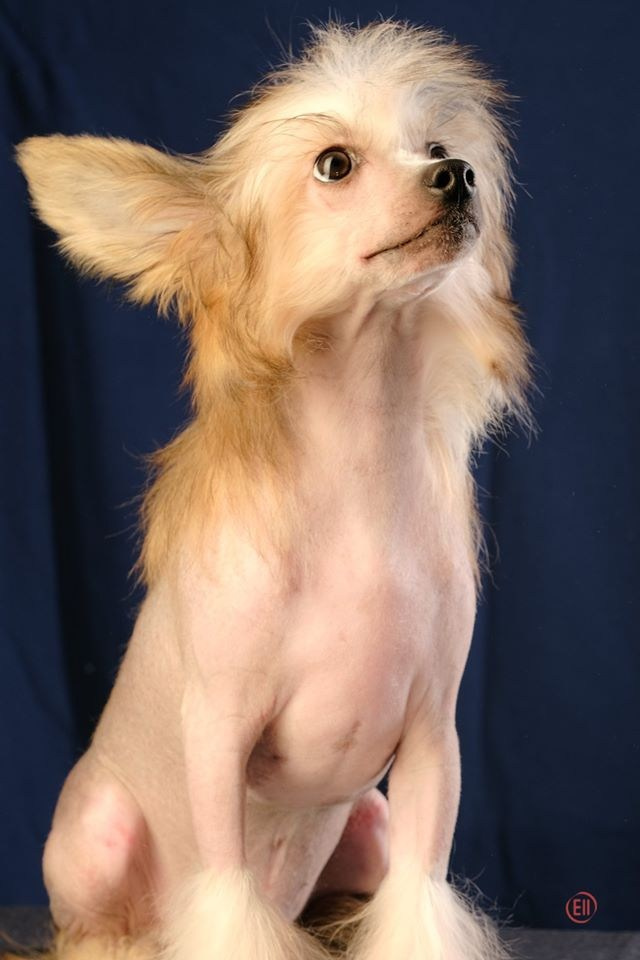 Poale Ell Chester. Питомник китайских хохлатых собак Poale Ell: купить щенка