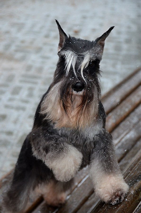Софи/Asson Ari Vivien Marceau. Питомник цвергшнауцеров в Беларуси «Делинсо Бэлэнс»