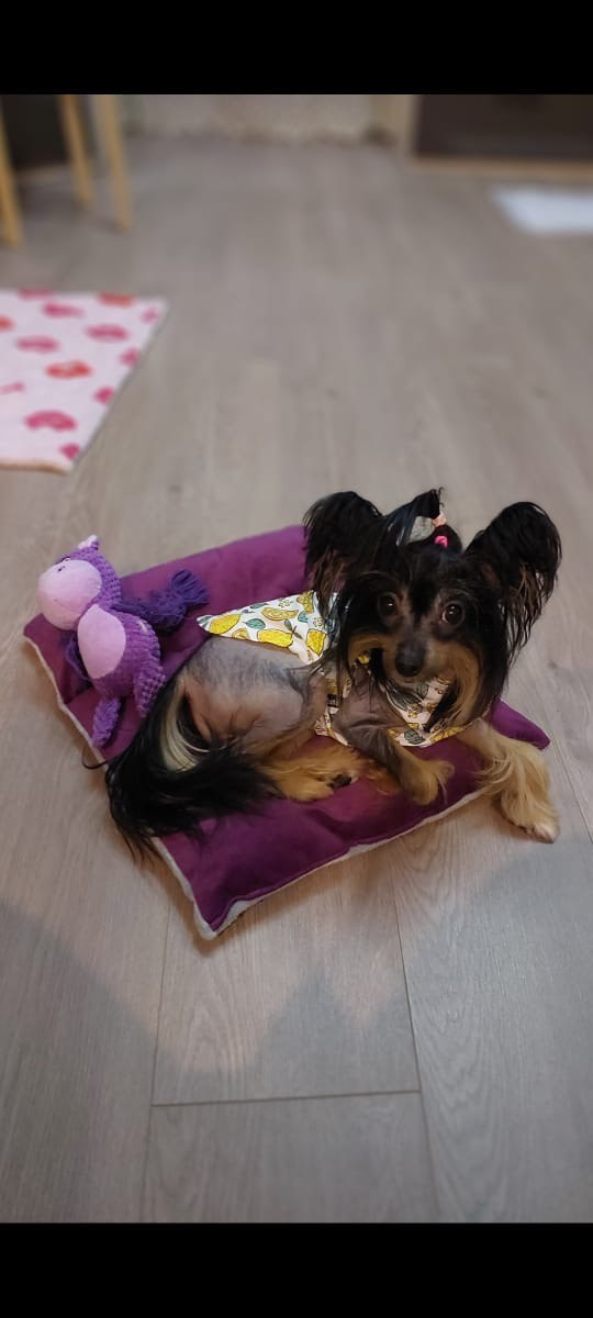 Victoria (Poale Ell Viktoriya) is one year old!. Chinese Crested Dog Kennel Poale Ell