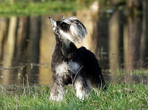 Питомник Делинсо Бэлэнс, щенки цвергшнауцера, купить щенка цвергшнауцера, питомник цвергшнауцеров, кобель цвергшнауцера для вязки, щенок цвергшнауцера, питомник цвергшнауцеров, черный с серебром, цверг, лучший питомник в беларуси, питомник цвергшнауцеров минск