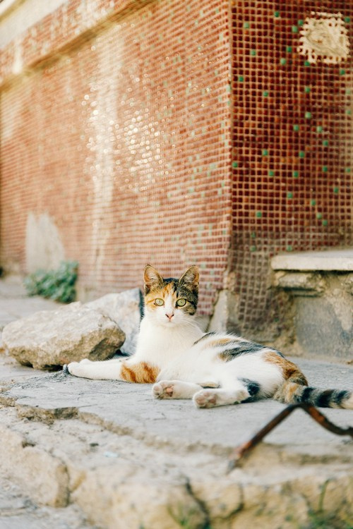 Путешествие в Стамбул