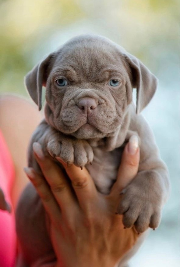 официальный питомник American Bully в Ставрополе