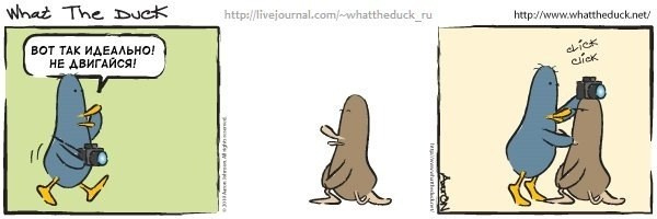 What The Duck Comic Strips. Фотограф в Москве. Екатерина Митина