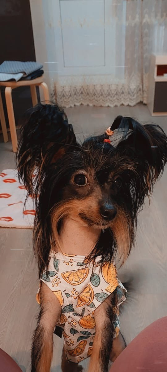 Victoria (Poale Ell Viktoriya) is one year old!. Chinese Crested Dog Kennel Poale Ell