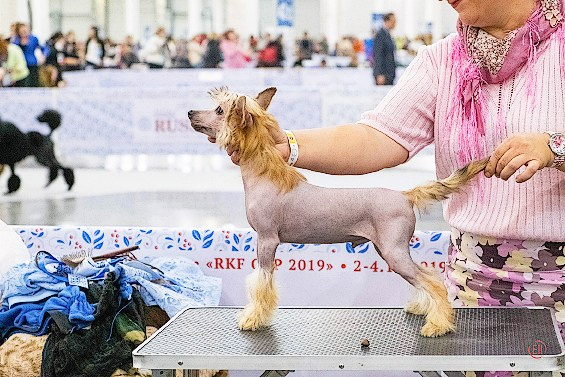Poale Ell Cooper. Chinese Crested Dog Kennel Poale Ell