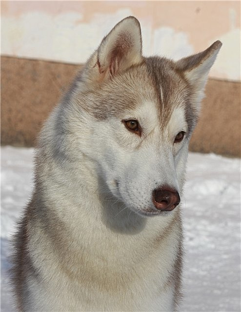 Хаски Latte Macchiato Of Silverlight ЛАТТЕ. Ice Fantasy kennel: professional breeding of Siberian huskies and wels