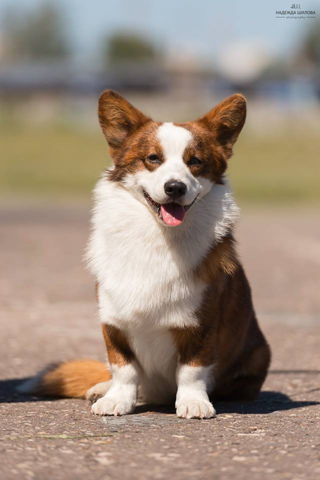 Вельш корги кардиган Corgi Na Volge Pobedonosets ВЕГАС. Ice Fantasy kennel: professional breeding of Siberian huskies and wels