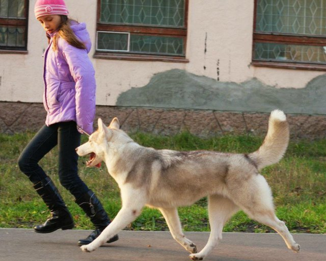 Хаски Latte Macchiato Of Silverlight ЛАТТЕ. Ice Fantasy kennel: professional breeding of Siberian huskies and wels