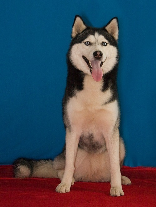 Хаски Диана С Голубой Звезды НИКА. Ice Fantasy kennel: professional breeding of Siberian huskies and wels
