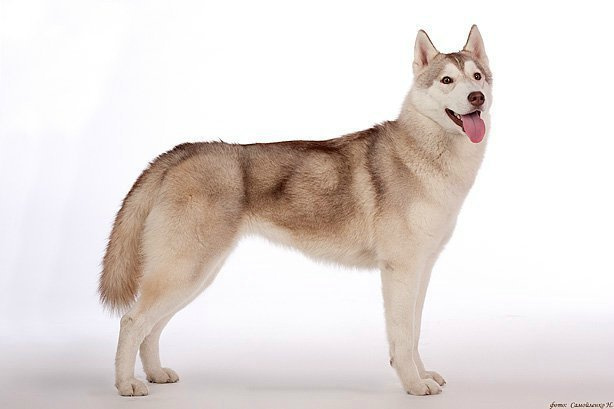 Хаски Latte Macchiato Of Silverlight ЛАТТЕ. Ice Fantasy kennel: professional breeding of Siberian huskies and wels