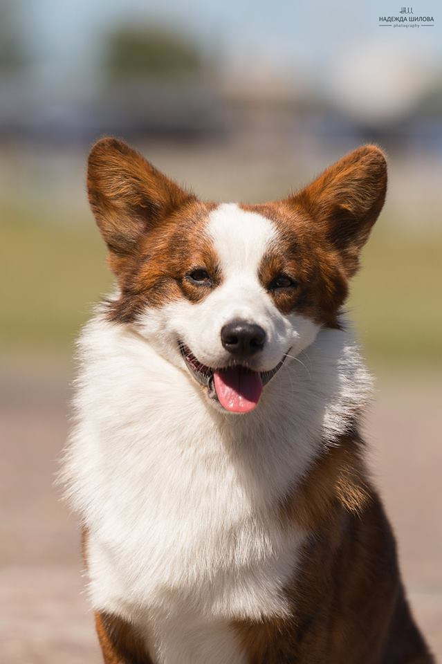Вельш корги кардиган Corgi Na Volge Pobedonosets ВЕГАС. Ice Fantasy kennel: professional breeding of Siberian huskies and wels