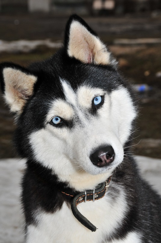 Хаски Диана С Голубой Звезды НИКА. Ice Fantasy kennel: professional breeding of Siberian huskies and wels