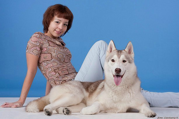 Хаски Latte Macchiato Of Silverlight ЛАТТЕ. Ice Fantasy kennel: professional breeding of Siberian huskies and wels