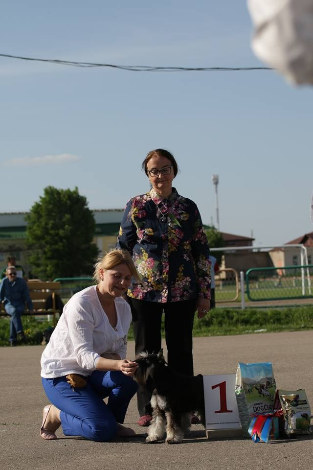 Питомник Делинсо Бэлэнс, щенки цвергшнауцера, купить щенка цвергшнауцера, питомник цвергшнауцеров, кобель цвергшнауцера для вязки, щенок цвергшнауцера, питомник цвергшнауцеров, черный с серебром, цверг, лучший питомник в беларуси, питомник цвергшнауцеров минск