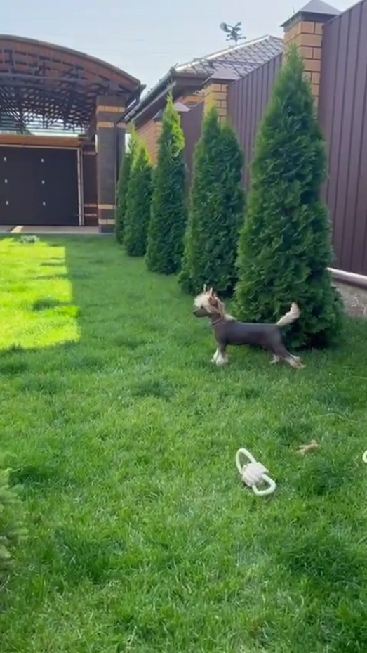 Poale Ell Gloria 3 months 24 days.