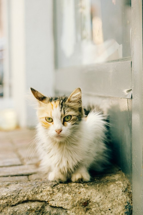 Путешествие в Стамбул