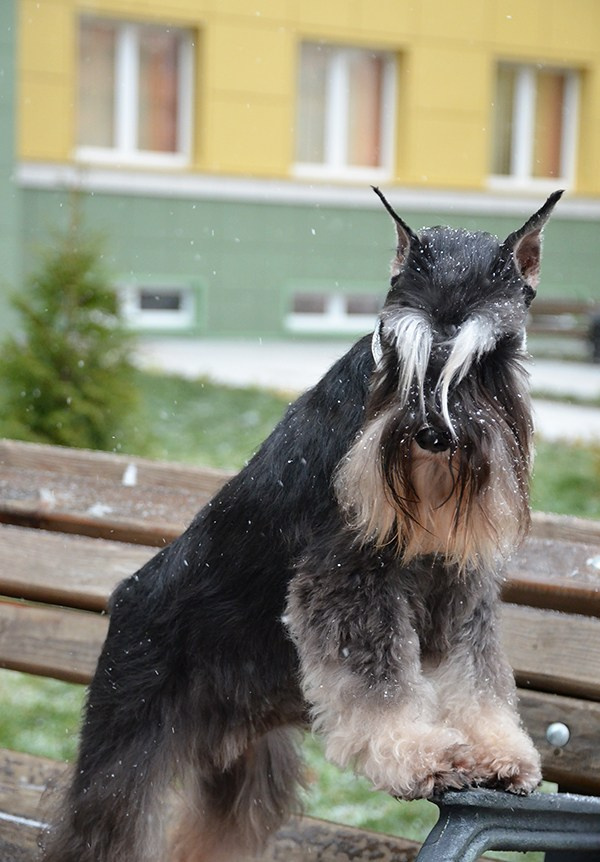 Софи/Asson Ari Vivien Marceau. Питомник цвергшнауцеров в Беларуси «Делинсо Бэлэнс»
