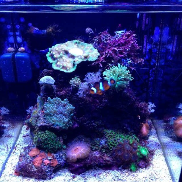 Морской нано аквариум. Аквариумист Максим Ерёмин. Aqua Maxim