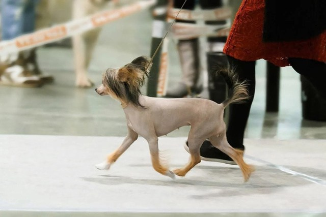 Предновогодняя выставка Элечки. Poale Ell Chinese Crested Dog Kennel: Buy a puppy from the kennel