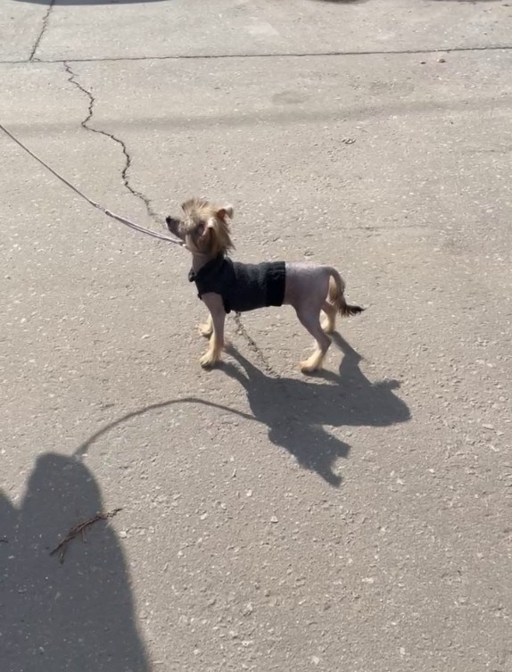 Ashantal Emmanuel Poale Ell. Chinese Crested Dog Kennel Poale Ell