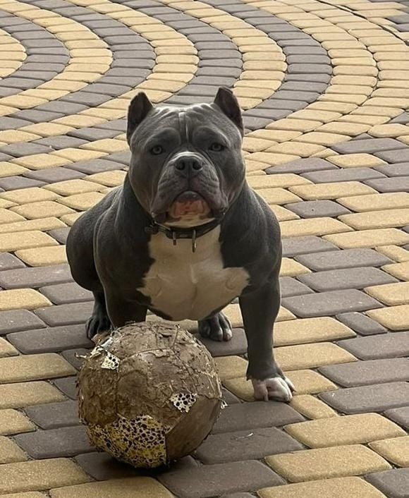 Булли в голубом окрасе, American Bully