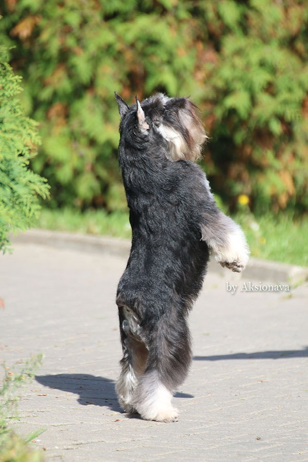 Питомник Делинсо Бэлэнс, щенки цвергшнауцера, купить щенка цвергшнауцера, питомник цвергшнауцеров, кобель цвергшнауцера для вязки, щенок цвергшнауцера, питомник цвергшнауцеров, черный с серебром, цверг, лучший питомник в беларуси, питомник цвергшнауцеров минск