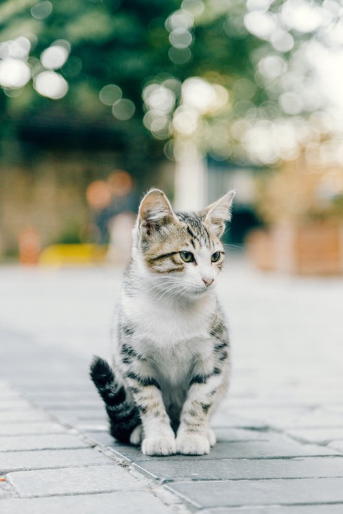 Путешествие в Стамбул