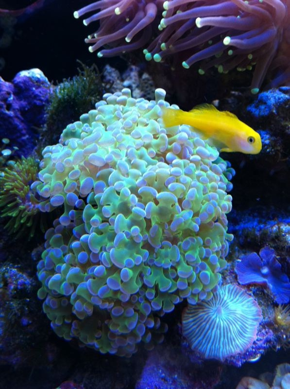 Морской нано аквариум. Аквариумист Максим Ерёмин. Aqua Maxim