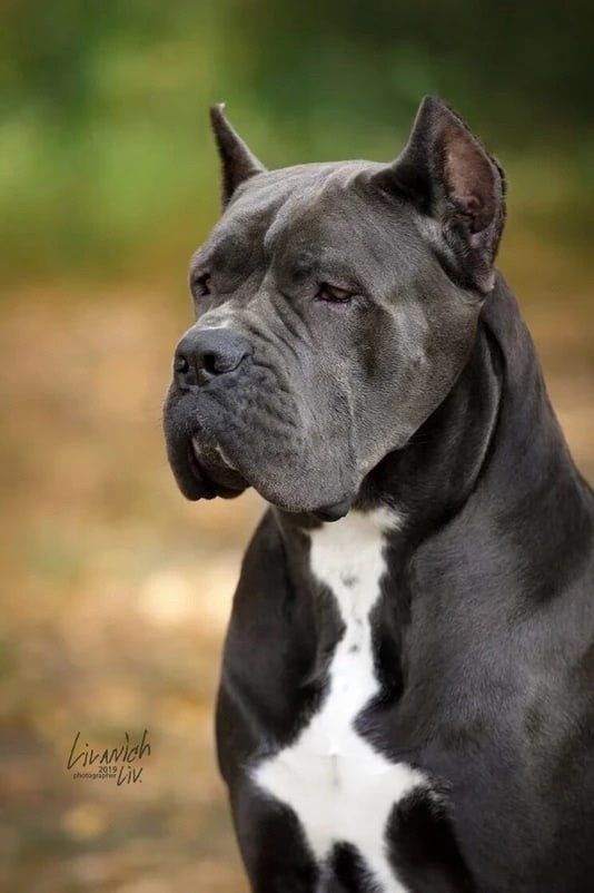 Собаки производители. Кане Корсо Лайф, щенки породы Кане Корсо, г. Москва