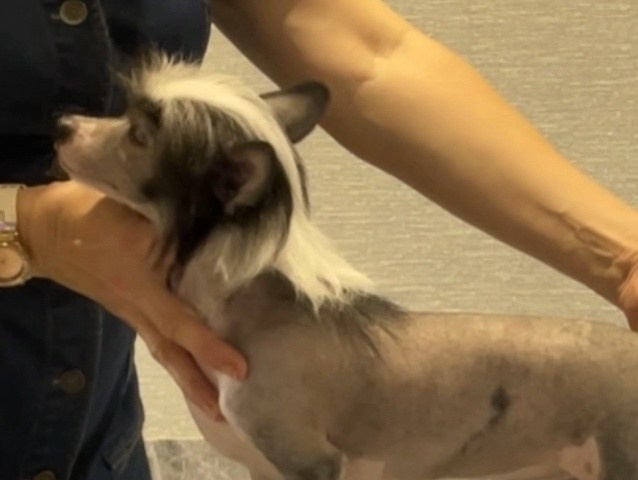 Честер (Poale Ell Chester) стал папой. Питомник китайских хохлатых собак Poale Ell: купить щенка