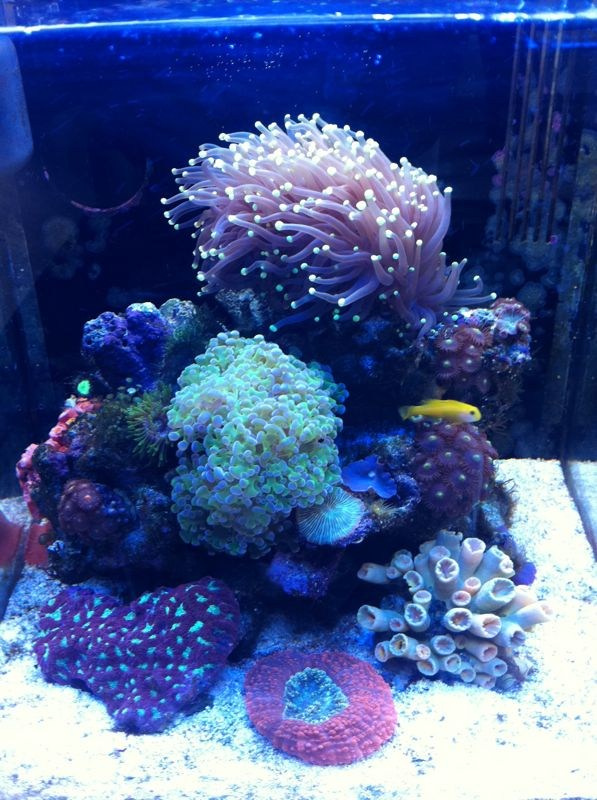 Морской нано аквариум. Аквариумист Максим Ерёмин. Aqua Maxim