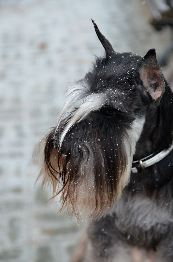Питомник Делинсо Бэлэнс, щенки цвергшнауцера, купить щенка цвергшнауцера, питомник цвергшнауцеров, кобель цвергшнауцера для вязки, щенок цвергшнауцера, питомник цвергшнауцеров, черный с серебром, цверг, лучший питомник в беларуси, питомник цвергшнауцеров минск