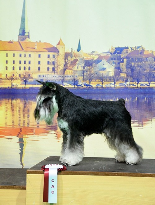 #delinsobalance #цвергшнауцер #питомникцвергшнауцеров #цвергшнауцерыбеларуси #питомникцвергшнауцеровбеларусь