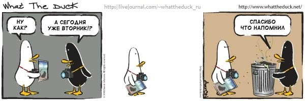What The Duck Comic Strips. Фотограф в Москве. Екатерина Митина