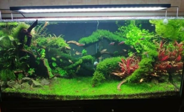 Tanks of my students. Home