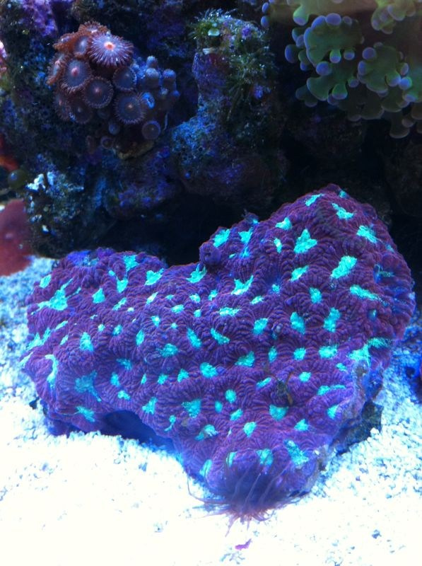 Морской нано аквариум. Аквариумист Максим Ерёмин. Aqua Maxim