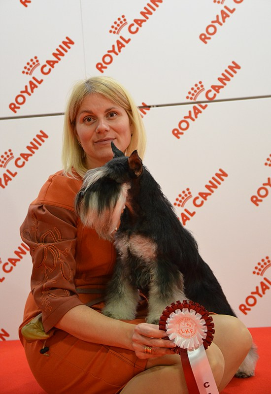 Питомник Делинсо Бэлэнс, щенки цвергшнауцера, купить щенка цвергшнауцера, питомник цвергшнауцеров, кобель цвергшнауцера для вязки, щенок цвергшнауцера, питомник цвергшнауцеров, черный с серебром, цверг, лучший питомник в беларуси, питомник цвергшнауцеров минск