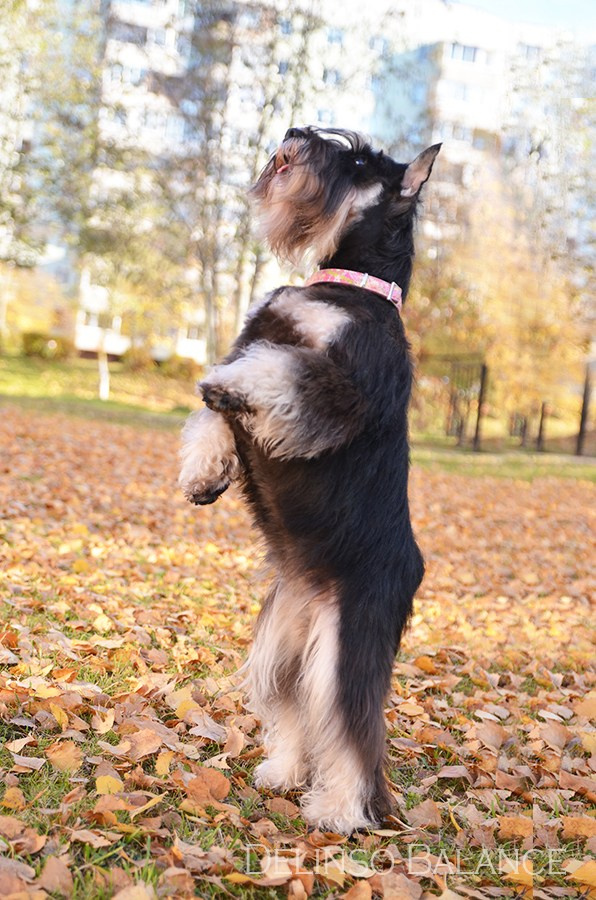 Питомник Делинсо Бэлэнс, щенки цвергшнауцера, купить щенка цвергшнауцера, питомник цвергшнауцеров, кобель цвергшнауцера для вязки, щенок цвергшнауцера, питомник цвергшнауцеров, черный с серебром, цверг, лучший питомник в беларуси, питомник цвергшнауцеров минск